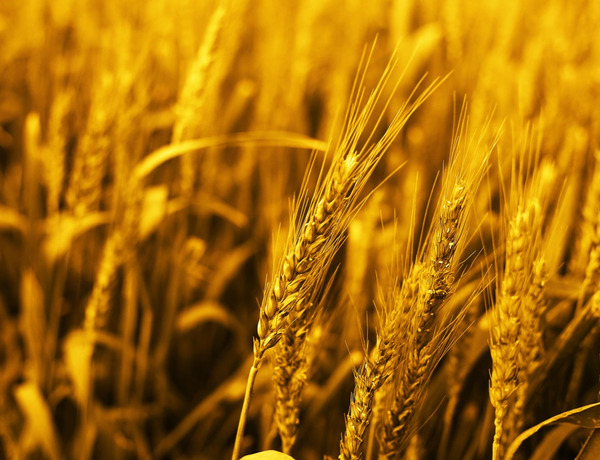 Конкурс „Златна Добруджа – корени, вяра, вечност“