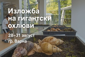 гигантски охлюви за афиш